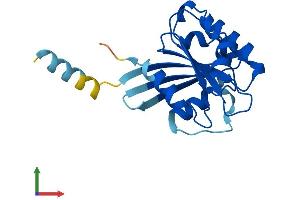 AlphaFold protein structure predicition of Mouse Recombinant Arl8a Protein, UniprotID Q8VEH3