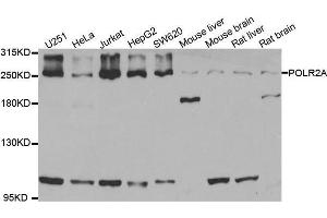 Western blot analysis of extracts of various cell lines, using POLR2A antibody.