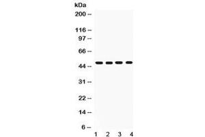 Western blot testing of rat 1) liver, 2) spleen, 3) brain and 4) heart lysate with CD95 antibody at 1ug/ml. (FAS anticorps  (N-Term))