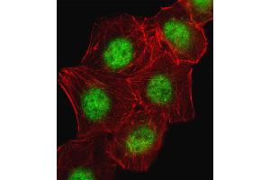 Fluorescent image of A549 cell stained with CREB1 Antibody . (CREB1 anticorps  (AA 105-132))