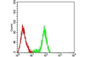 Flow cytometric analysis of Raji cells using BCL2 mouse mAb (green) and negative control (red). (Bcl-2 anticorps  (AA 1-239))