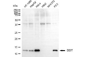 Western blotting analysis using DDT antibody (ABIN7798269).