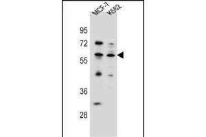 KLF4 Antibody (Center) (ABIN656007 and ABIN2845383) western blot analysis in MCF-7,K562 cell line lysates (35 μg/lane). (KLF4 anticorps  (AA 283-314))