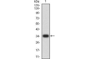 Western blot analysis using CD363 mAb against human CD363 recombinant protein. (S1PR1 anticorps)
