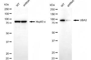 Western blotting analysis using UBA2 antibody (ABIN7800459). (UBA2 anticorps)