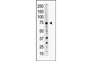 Western blot analysis of PRDM14 polyclonal antibody (ABIN388018 and ABIN2845429) in A549 cell lysate. (PRDM14 anticorps  (N-Term))