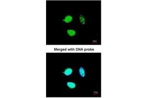 ICC/IF Image Immunofluorescence analysis of paraformaldehyde-fixed HeLa, using NULP1, antibody at 1:200 dilution. (TCF25 anticorps  (C-Term))