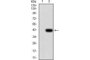 Western blot analysis using SH3GL1 mAb against HEK293 (1) and SH3GL1 (AA: 12-119)-hIgGFc transfected HEK293 (2) cell lysate.