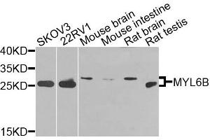 Western blot analysis of extracts of various cells, using MYL6B antibody. (MYL6B anticorps)