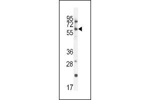 CCDC148 anticorps  (AA 279-307)