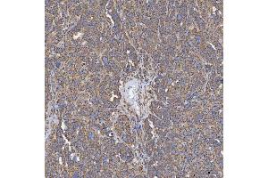 IHC analysis of SEC23IP using anti-SEC23IP antibody (ABIN7601222).