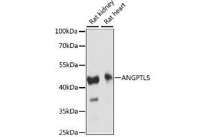 Western blot analysis of extracts of various cell lines, using ANGPTL5 antibody (ABIN6291765) at 1:1000 dilution.