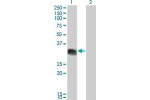 Western Blot analysis of SCML1 expression in transfected 293T cell line by SCML1 monoclonal antibody (M01), clone 4G3. (SCML1 anticorps  (AA 3-100))