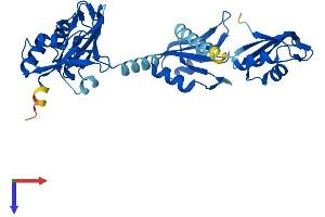 AlphaFold protein structure predicition of Human Recombinant PABPC4L Protein, UniprotID P0CB38