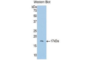 Western Blotting (WB) image for anti-Polybromo 1 (PBRM1) (AA 957-1086) antibody (ABIN1860136)