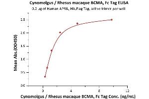 Immobilized Human APRIL, His,Flag Tag, active trimer (ABIN6972945) at 2 μg/mL (100 μL/well) can bind Cynomolgus / Rhesus macaque BCMA, Fc Tag (ABIN5674614,ABIN6253713) with a linear range of 0.