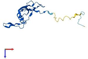 AlphaFold protein structure predicition of Mouse Recombinant Mrpl23 Protein, UniprotID O35972