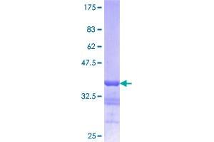 Image no. 1 for Lamin B1 (LMNB1) (AA 107-186) protein (GST tag) (ABIN1309510)