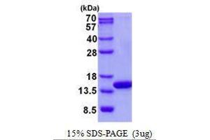 Figure annotation denotes ug of protein loaded and % gel used. (COX5A Protéine)