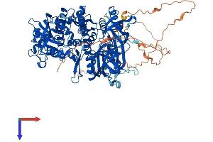 AlphaFold protein structure predicition of Mouse Recombinant Dis3l2 Protein, UniprotID Q8CI75
