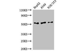 Western Blot Positive WB detected in: HepG2 whole cell lysate, A549 whole cell lysate, NIH/3T3 whole cell lysate All lanes: IFI44L antibody at 2. (IFI44L anticorps  (AA 206-307))