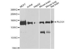 Western blot analysis of extracts of various cell lines, using PLCG1 antibody. (Phospholipase C gamma 1 anticorps)