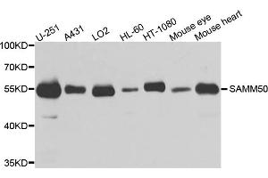 Western blot analysis of extracts of various cell lines, using SAMM50 antibody. (SAMM50 anticorps)
