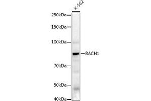 Western blot analysis of extracts of K-562 cells, using B Rabbit pAb antibody (ABIN7265956) at 1:620 dilution. (BACH1 anticorps  (AA 1-320))
