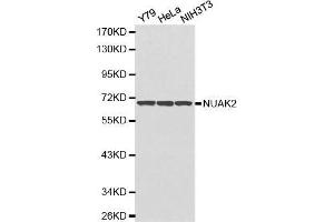 Western blot analysis of extracts of various cell lines, using NUAK2 antibody.
