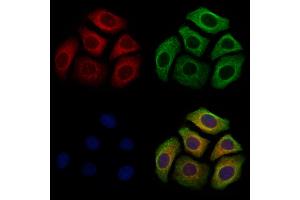ABIN7094747 and ABIN7098798 staining Hela cells by IF/ICC. (NPW anticorps  (Internal Region))