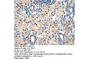 Human kidney (MYB anticorps  (N-Term))