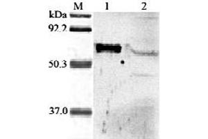Western blot analysis of human ANGPTL6 using anti-ANGPTL6  at 1:2,000 dilution. (ANGPTL6 anticorps  (AA 114-130))