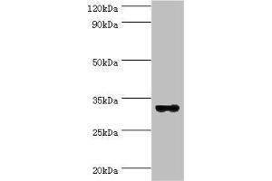 Western blot All lanes: STX11 antibody at 6 μg/mL + Mouse skeletal muscle tissue Secondary Goat polyclonal to rabbit IgG at 1/10000 dilution Predicted band size: 33 kDa Observed band size: 33 kDa (Syntaxin 11 anticorps  (AA 1-287))