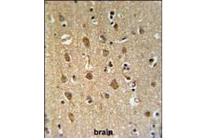 ENPP6 Antibody IHC analysis in formalin fixed and paraffin embedded human brain tissue followed by peroxidase conjugation of the secondary antibody and DAB staining. (ENPP6 anticorps  (AA 170-197))