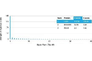 Protein Array (PAr) image for anti-Interleukin 12 alpha (IL12A) antibody (ABIN7456017)