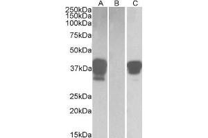 HEK293 lysate (10ug protein in RIPA buffer) overexpressing Human POU2AF1 with DYKDDDDK tag probed with ABIN768553(1ug/ml) in Lane A and probed with anti- DYKDDDDK Tag (1/3000) in lane C. (POU2AF1 anticorps  (C-Term))