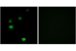 Immunofluorescence analysis of LOVO cells, using RPC5 Antibody. (POLR3E anticorps  (AA 191-240))