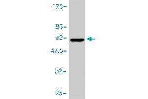 Western Blot detection against Immunogen (54.