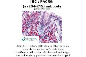Image no. 1 for anti-PARK2 Co-Regulated (PACRG) (AA 204-215) antibody (ABIN1737814) (PACRG anticorps  (AA 204-215))