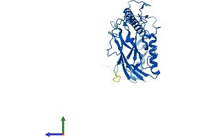 AlphaFold protein structure predicition of Human Recombinant ATP4B Protein, UniprotID P51164