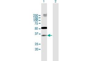 Western Blot analysis of IRF2 expression in transfected 293T cell line by IRF2 MaxPab polyclonal antibody. (IRF2 anticorps  (AA 1-349))