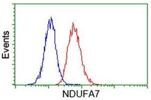 Image no. 3 for anti-NADH Dehydrogenase (Ubiquinone) 1 alpha Subcomplex, 7, 14.5kDa (NDUFA7) antibody (ABIN1499660) (NDUFA7 anticorps)