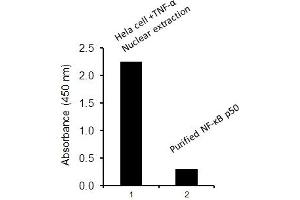 Transcription factor activity assay of NF-κB p65 from nuclear extracts of HeLa cells treated with TNF-a and purified NF-κB p50.