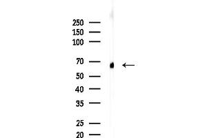 Western blot analysis of lysates from Mouse brain, using SLC6 Antibody at 1/1000 dilution.