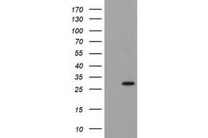 Image no. 2 for anti-Pyrroline-5-Carboxylate Reductase 3 (PYCRL) antibody (ABIN1500522) (PYCRL anticorps)
