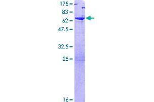 Image no. 1 for Translin-Associated Factor X Interacting Protein 1 (Tsnaxip1) (AA 1-366) protein (GST tag) (ABIN1323915)