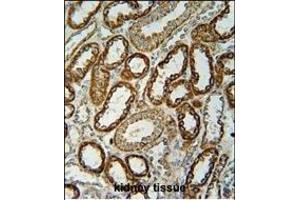 NDUFC2 Antibody (C-term) (ABIN654699 and ABIN2844392) immunohistochemistry analysis in formalin fixed and paraffin embedded human kidney tissue followed by peroxidase conjugation of the secondary antibody and DAB staining.