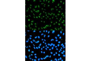 Immunofluorescence analysis of HeLa cells using FBL antibody.