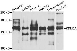 Western blot analysis of extracts of various cell lines, using KDM6A antibody (ABIN5974652) at 1/1000 dilution. (KDM6A anticorps)