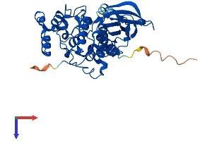 AlphaFold protein structure predicition of Human Recombinant CSNK2A2 Protein, UniprotID P19784